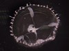 Photo of Phialella